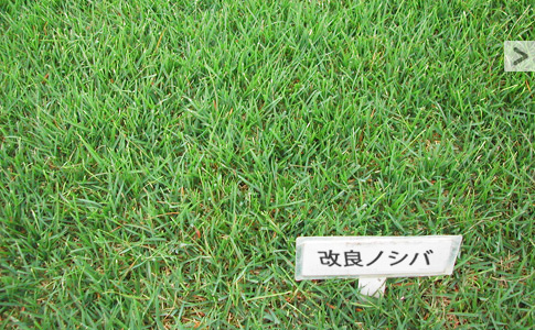 スポーツターフ 天然芝舗装 によるグラウンド舗装 製品 サービス 日本体育施設株式会社 スポーツターフ 天然芝舗装 によるグラウンド舗装 製品 サービス 日本体育施設株式会社