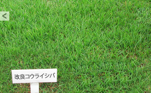 スポーツターフ 天然芝舗装 によるグラウンド舗装 製品 サービス 日本体育施設株式会社
