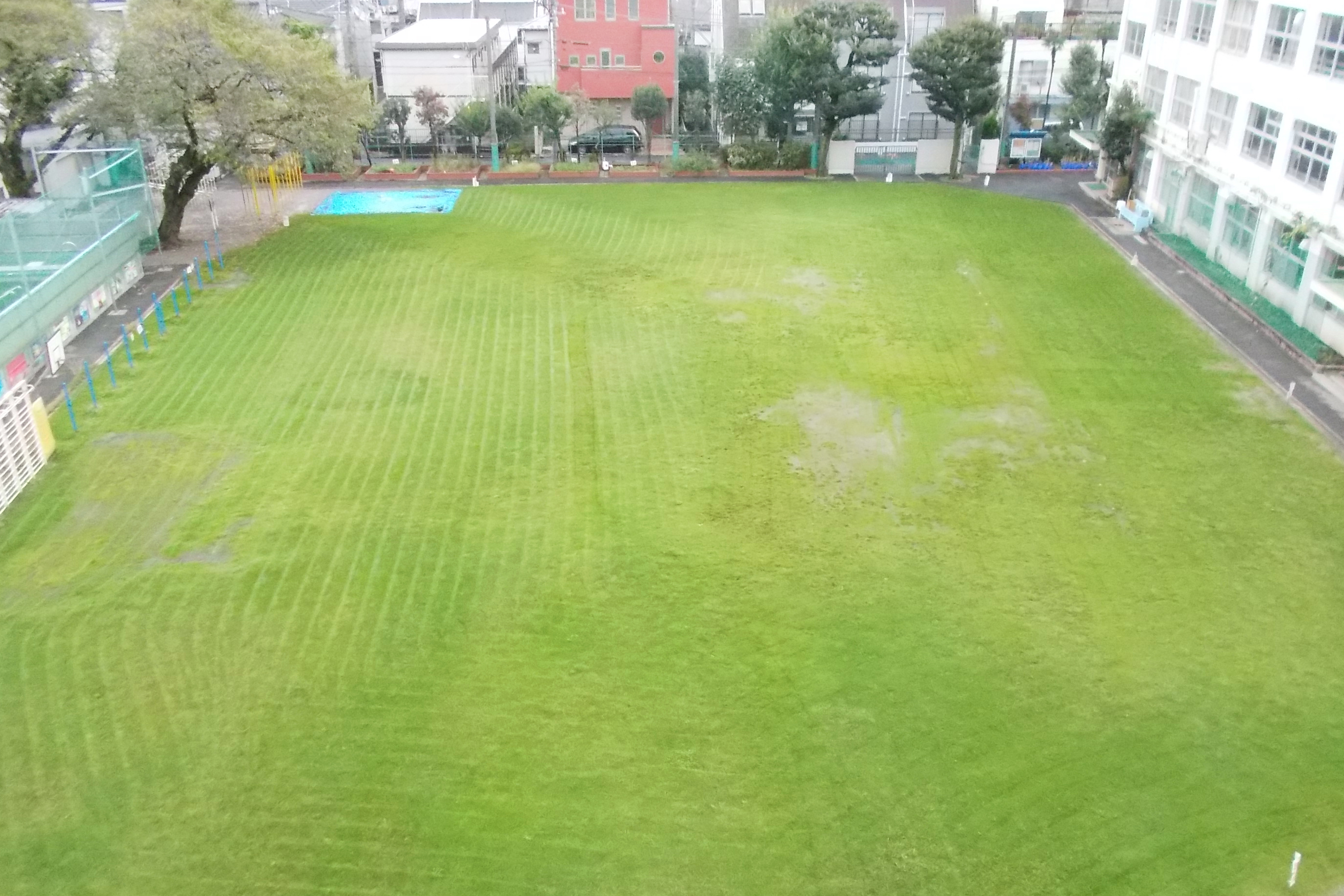 中野区立北原小学校校庭 芝生管理 学校校庭 日本体育施設株式会社