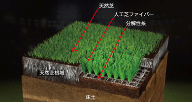 天然芝と人工芝を組み合わせたハイブリッド芝システムの構造イメージ