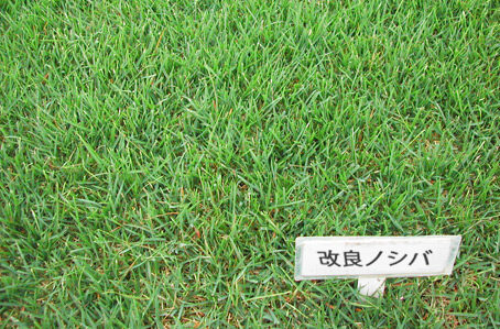 改良ノシバのイメージ
