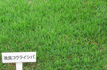改良コウライシバのイメージ