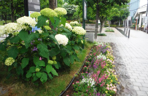 しながわ中央公園の花壇の様子
