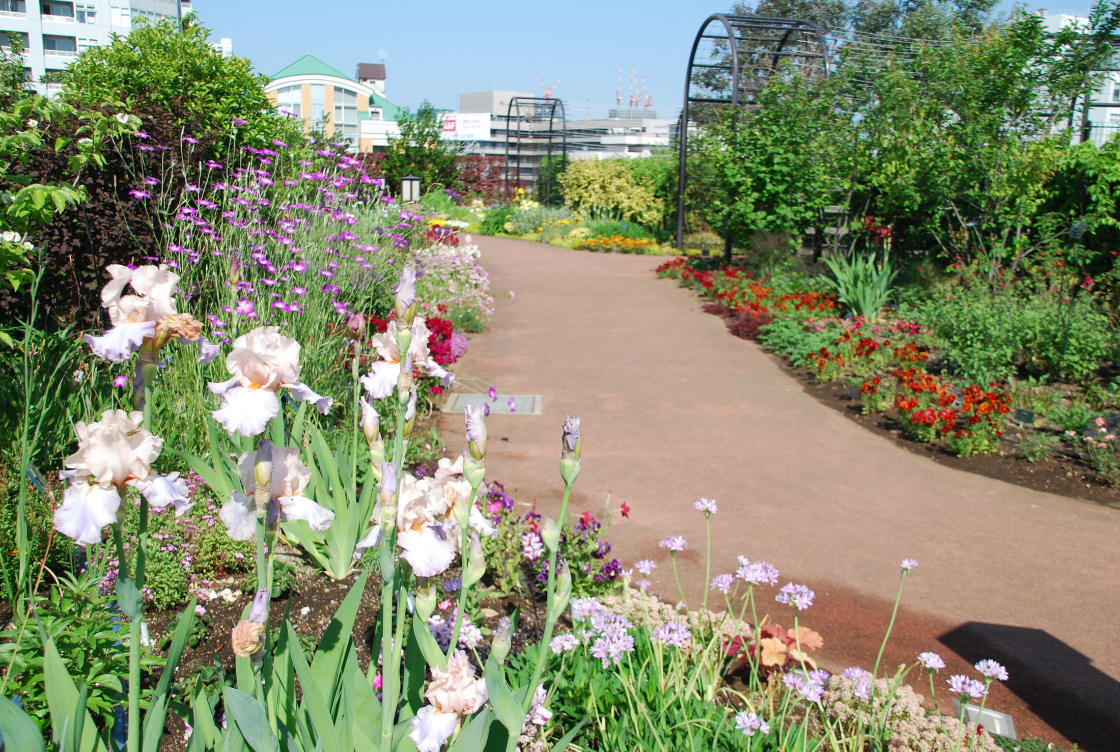 公園の花々