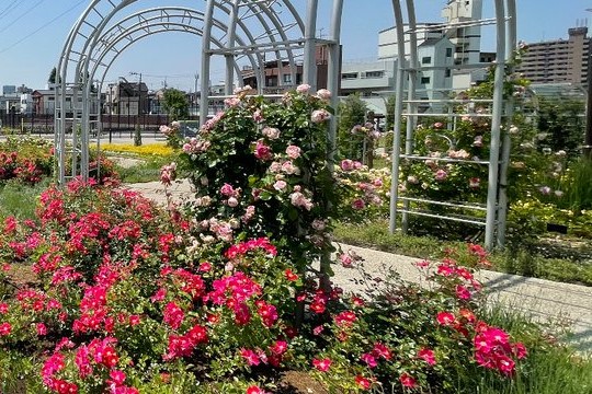 荒川区立宮前公園のローズガーデンの様子